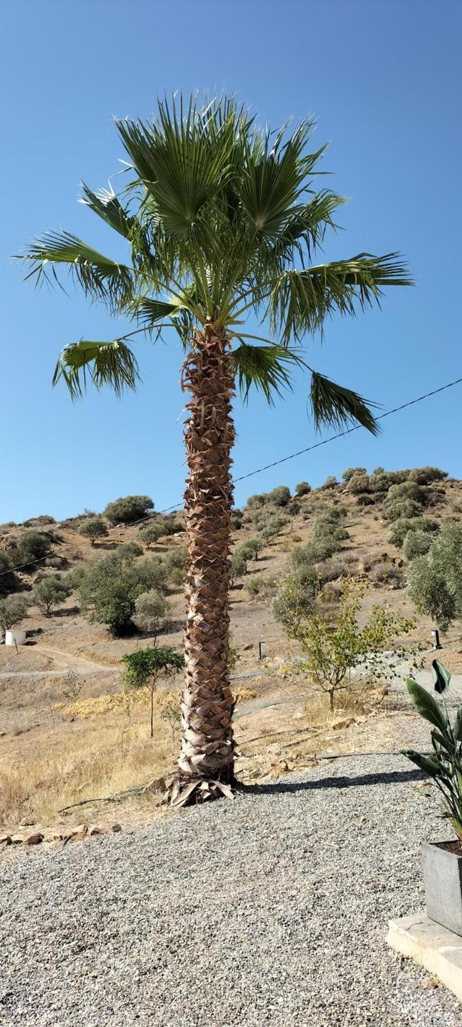 לינה וארוחת בוקר אלורה Casa Ceratonia מראה חיצוני תמונה